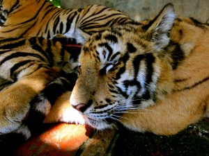 Let sleeping tigers lie...